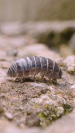 Vertical-Video-Close-Up-Of-Woodlouse-Crawling-Over-Ground